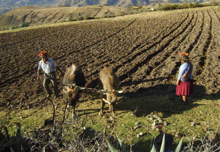Campesinos, mercados y políticas públicas