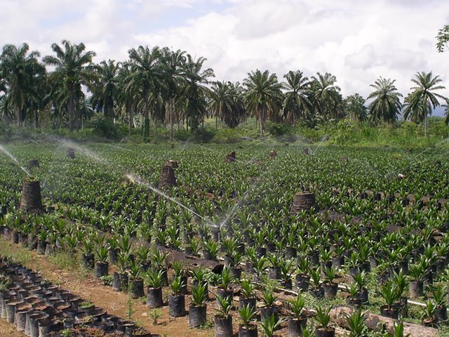 Impactos de la palma aceitera en la Amazonía