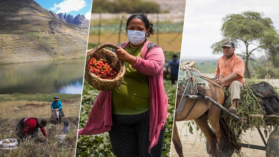 Piura: agricultura y seguridad alimentaria en contexto de la COVID-19 y del cambio climático